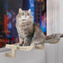 Wall-Mounted Cat Hammock Bed  Wooden Frame, Comfortable and Space-Saving Design for Pets