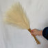 20 sticks Natural Beige Pampas Grass Bouquet-21.65" Fluffy Dried Pampas for Home Decor and Events