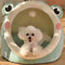 Green Frog Half-Enclosed Cat Bed - Soft Short Velvet Fabric with Sponge + PP Cotton Filling, M Size 35x35x30cm