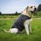 S Dog Vest Jacket - Warm, Soft, and Comfortable Dog Coat for Winter, Calming and Insulating Dog Apparel