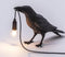 Black Bird Standing Shape Nordic Resin Bird Wall Lamp - Creative Animal Bedside Decorative USB Night Light, Stylish Bird Perched Lamp for Bedroom and Living Room