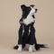 Black Classic Dog Sweatshirt with Hood & Drawstrings - For Large Dogs (Size : 6XL)