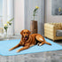 Blue Pet Summer Ice Silk Cooling Mat - Breathable Latex Sleep Pad for Dogs & Cats (50*40cm)