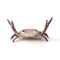 3-Pack Brown Creative Crab Pen Holders - Cute Desk Organizer & Phone Stand - Novelty Office Decor & Gift Idea