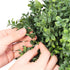 Artificial Double Ball Topiary Tree 36" Faux Boxwood Plant 2 Pack Decor
