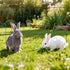 Hardware Cloth 91cm x 7.62m, 2 x 3 in Mesh 16 Gauge Galvanized Wire Mesh Roll, Weather-Resistant Vinyl Coated Chicken Wire Fencing, Heavy Duty Welded Garden Plant Fencing for Rabbit Cage Snake