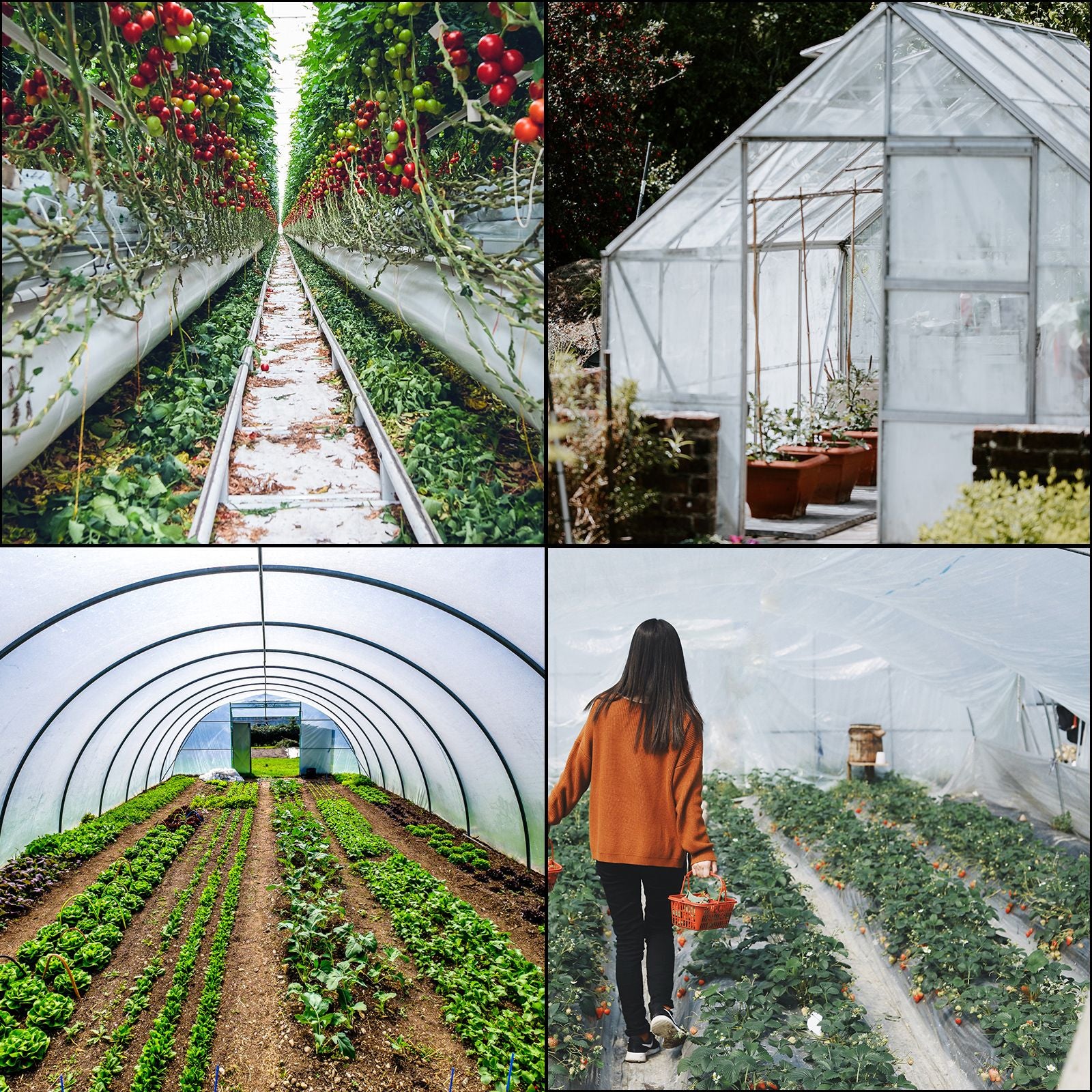 Greenhouse Film, Greenhouse Polyethylene Film 20x28 ft Greenhouse Plastic