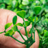 12PCS Artificial Boxwood Panels 10x10 Inch UV Protected Hedge Wall Mat