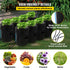 DWC Hydroponics Grow System Deep Water Culture 8 Buckets with Air Pump