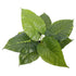 Artificial Taro Plant – Potted Elephant Ear Faux Plant, 30cm Indoor Décor