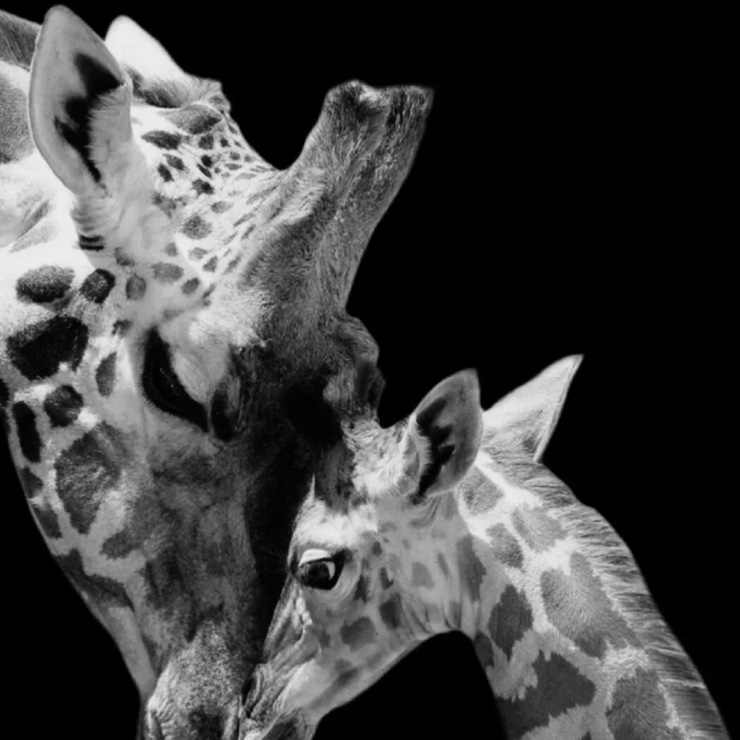 Yezi  Animal Wall Art Canvas Modern Abstract 80×120cm Framed Artwork Home Decor-2050059007607050245