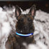 Solar USB Rechargable LED Dog Collar (L Red)