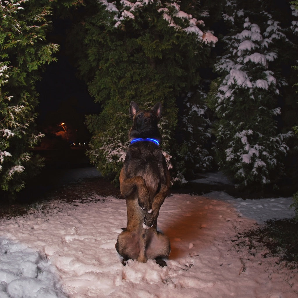 LED Dog Collar (S Blue)