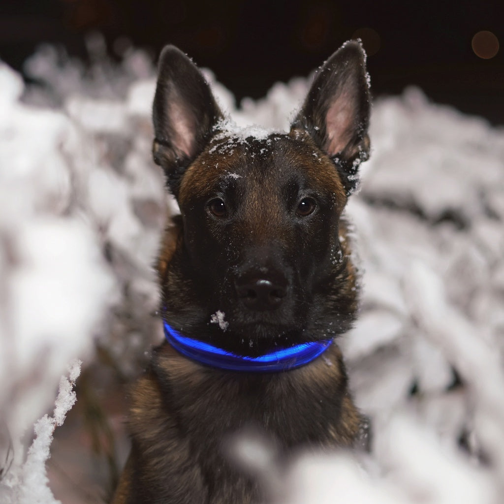 LED Dog Collar (S Blue)