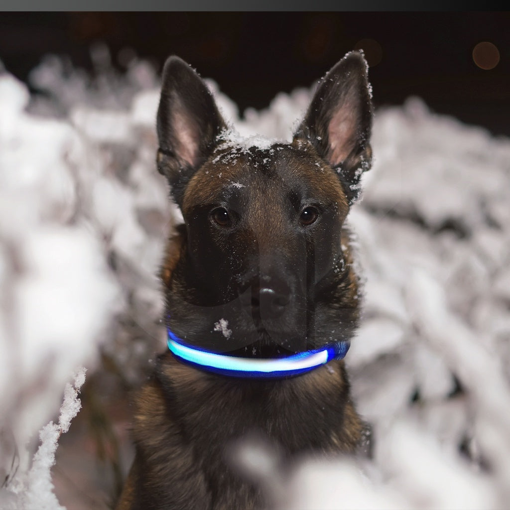 Solar USB Rechargable LED Dog Collar (M Blue)