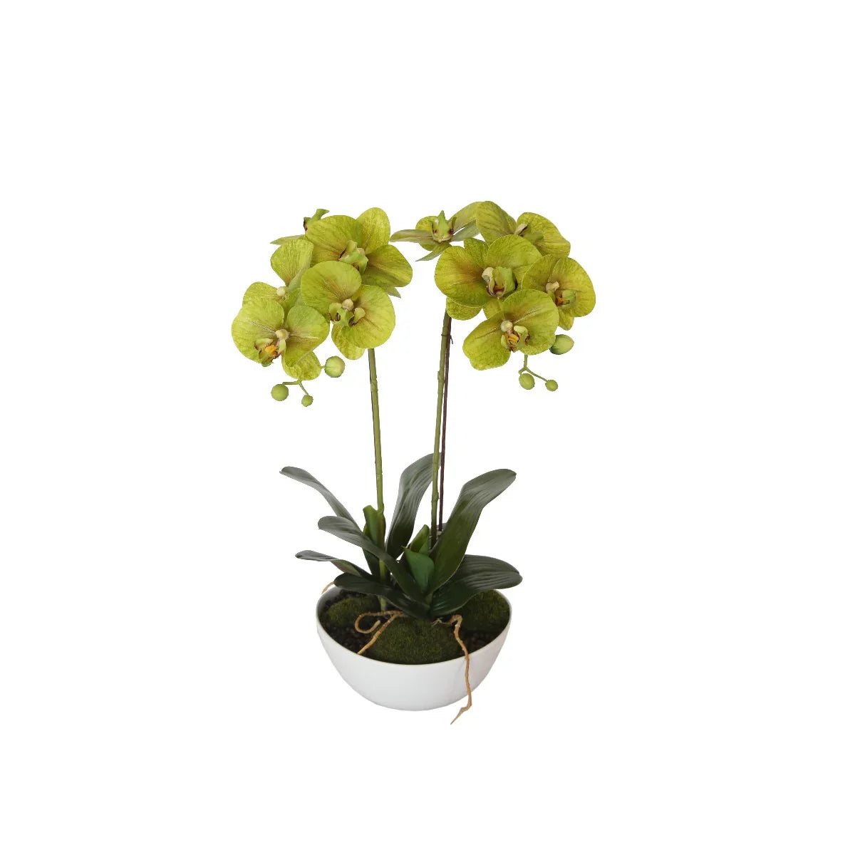Artificial Orchid 50cm – Dual Butterfly Silk Flowers in Pot, Cream