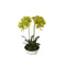 Artificial Orchid 50cm – Dual Butterfly Silk Flowers in Pot, Cream