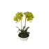 Artificial Orchid 50cm – Dual Butterfly Silk Flowers in Pot, Cream