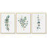 Wall Art 50cmx70cm Eucalyptus Plant 3 Sets Gold Frame Canvas