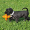 Octopus Retrieval Ball - Small - Fetch Toy