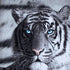Set of 3 Printed Blue Eyes Stripes Tiger Wall Canvas